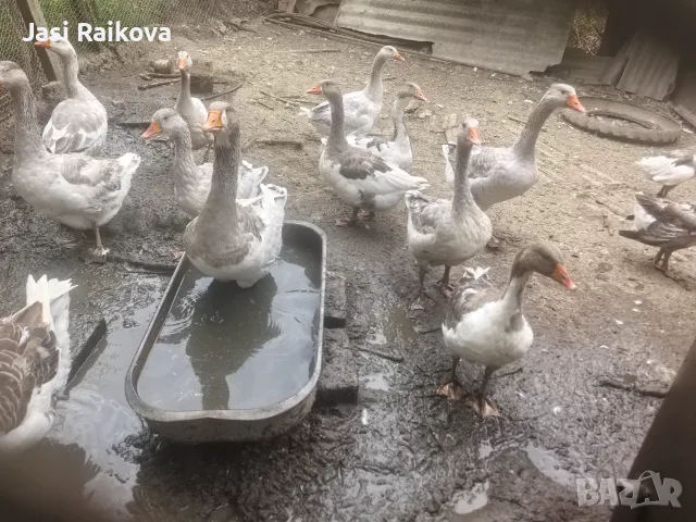 Патки/гъски люпени тази пролет 