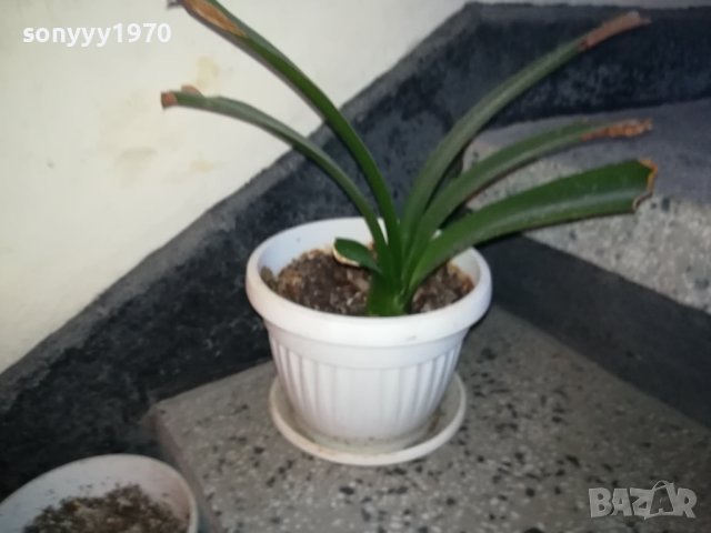 ЦВЕТЕ В САКСИЯ-ПАЛМА 1802240827, снимка 4 - Стайни растения - 44348348