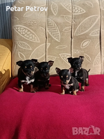 Пинчер мини , снимка 13 - Пинчер - 54250630