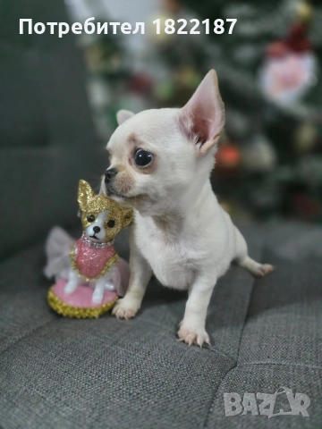 Чихуахуа, снимка 4 - Чихуахуа - 52818135
