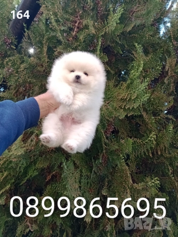 Мъжко бяло мече. Померан. Реални снимки! , снимка 4 - Померан - 54122878