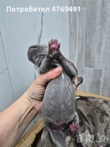 XL American bully's с родословие и сертификати , снимка 11 - Американски стафордширски териер - 53882558