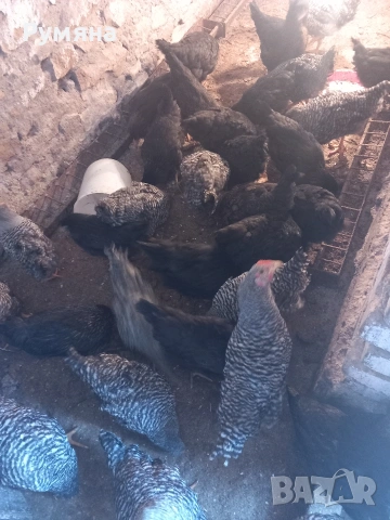 Ярки по 10 € , петлета  5 € .