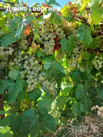 Мускат Отонел с.Черница, снимка 6 - Други стоки за дома - 55849216
