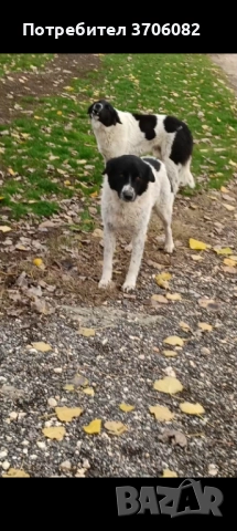 Продавам две мъжки каракачани на по година и половина стават за пазач 