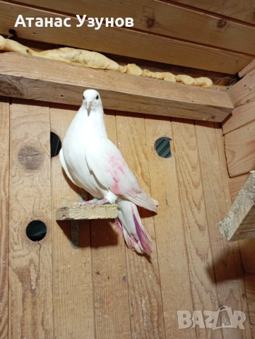 Пазарджишки бяли, снимка 5 - Гълъби - 52907065