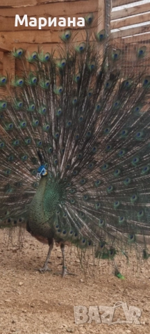 Продавам Пауни чифтове, снимка 3 - други­ - 52582349