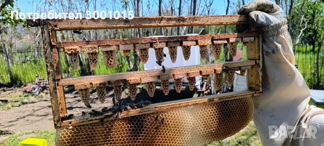 Пчелни майки и отводки-2026г., снимка 4 - За пчели - 50596376