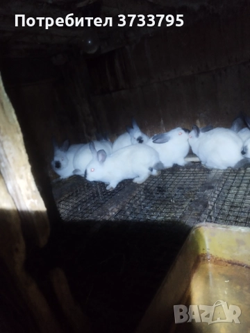 Калифорнийчета, снимка 3 - Други - 52656232