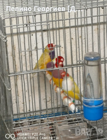 Гулдови Амадини, снимка 4 - Амадини - 53904009