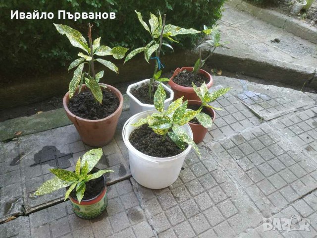 Аукуба, снимка 2 - Градински цветя и растения - 29282971