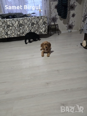 Prodavam 200 lv., снимка 13 - Кокер шпаньол - 52515067