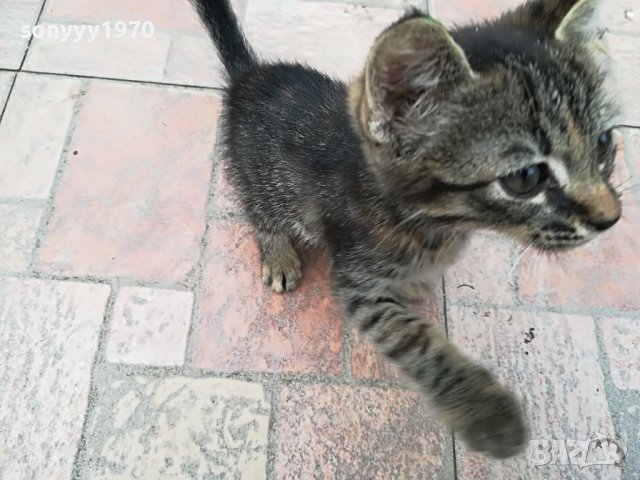 КОТЕ МЯУ МЪР ИВОНКА ВИДИН 0509221551, снимка 3 - Други - 37908082