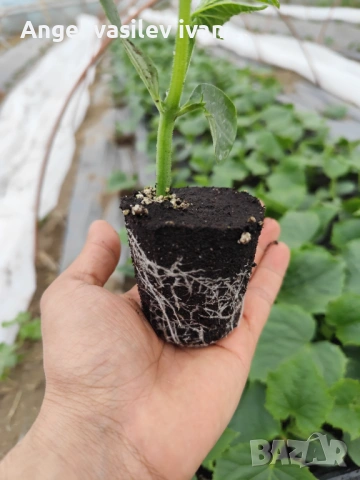 Разсад краставици Tasty King – здрав и високодобивен, снимка 4 - Други - 54089169