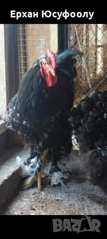 Кохин, Пауни, Брама, снимка 5 - други­ - 52025761