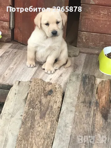 Чистокръвни лабрадори , снимка 4 - Лабрадор ретривър - 49943595