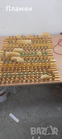 Регистриран производител приема заявки за биологични пчелни майки за сезон 2026г., снимка 3 - Други - 28196262