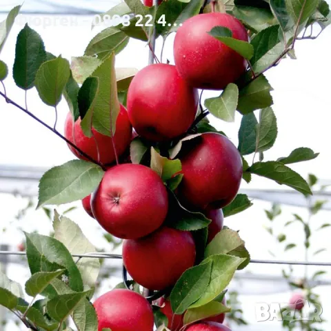 Ябълка  RedLove “Sirena” – “  Червена луна”, снимка 5 - Разсади - 47767335