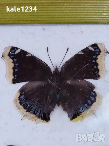 Пеперуди. Препарирани. Рамка. Естествени. Пеперуда , снимка 5 - Други - 50602532