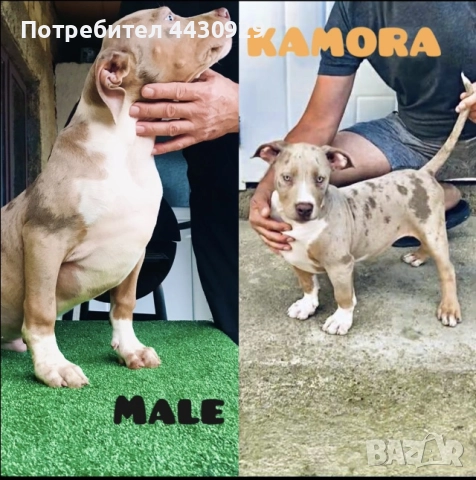 American Bully XL, снимка 9 - Други - 52497819