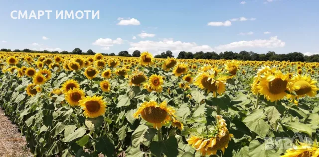 Продава земеделска земя - 15 дка - с. КАЙНАРДЖА, общ. Кайнарджа, обл. Силистра