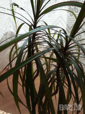 Драцена, снимка 3 - Стайни растения - 37304923