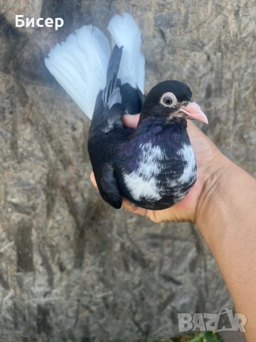 Търговишки гълъби, снимка 7 - Гълъби - 51387757