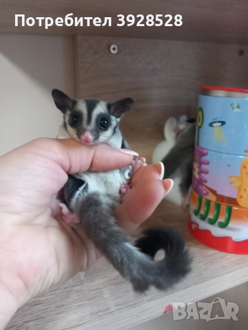 Захарни катерички 