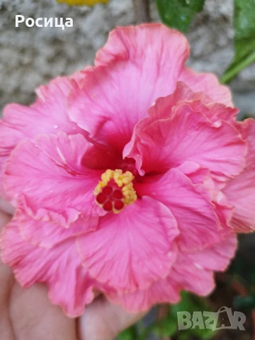 хибискус, снимка 1