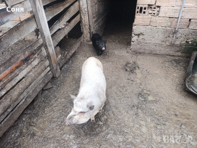 Продавам виетнамски прасета, снимка 8 - Прасета - 53035330