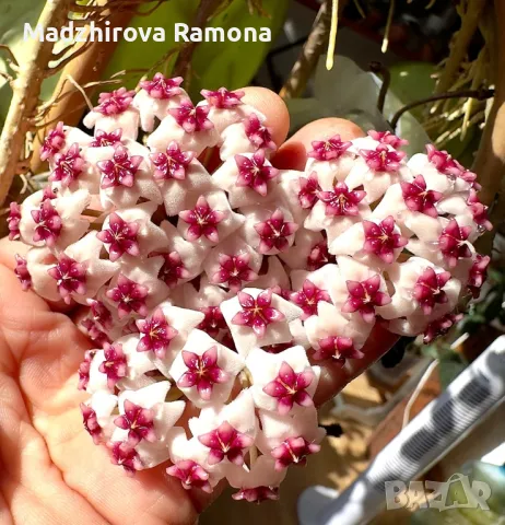 Hoya Obovata , снимка 1