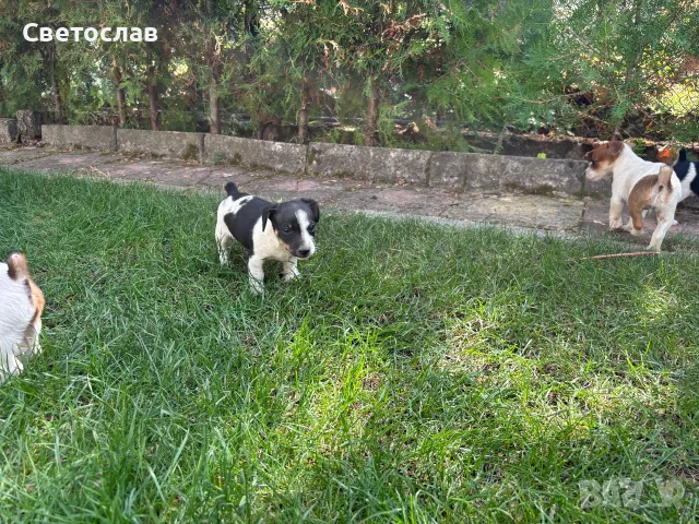 Продавам Джак Ръсел , снимка 2 - Джак ръсел териер - 55847186