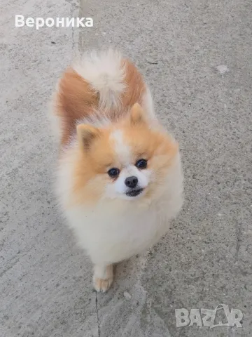 померан за разплод 2кг., снимка 3 - Померан - 49940949