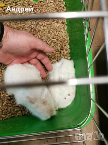 Мини декоративни зайчета , снимка 5 - Декоративни зайчета - 52967563