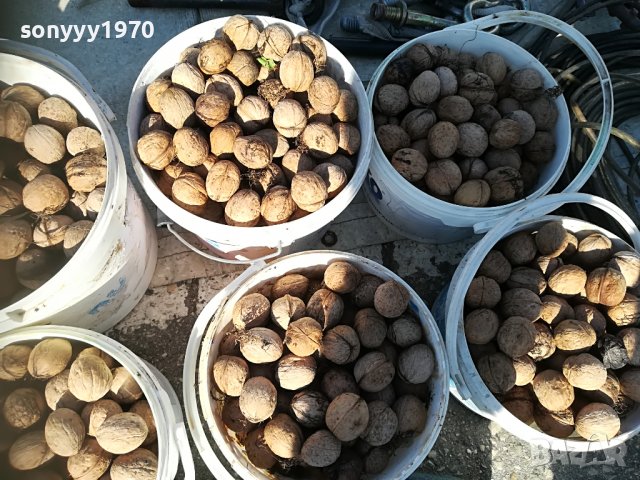 ПОРЪЧАНИ🛑ОРЕХИ 2022Г РЕКОЛТА 1110221741