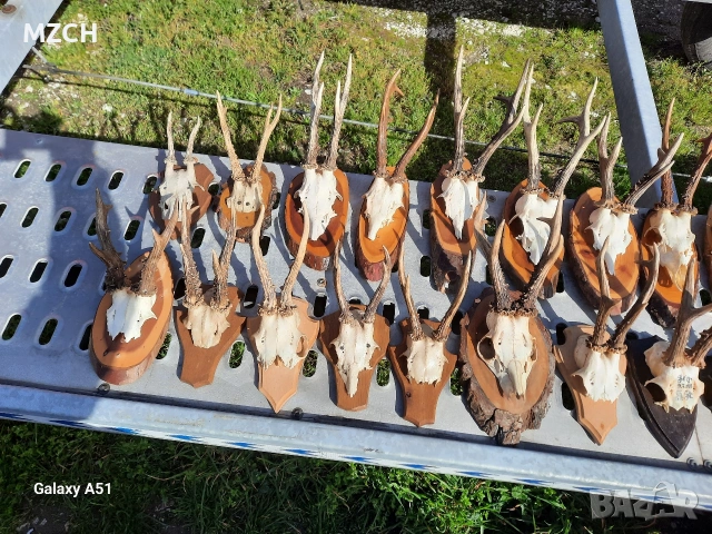 Трофей от сърндак. , снимка 14 - Декорация за дома - 54045665