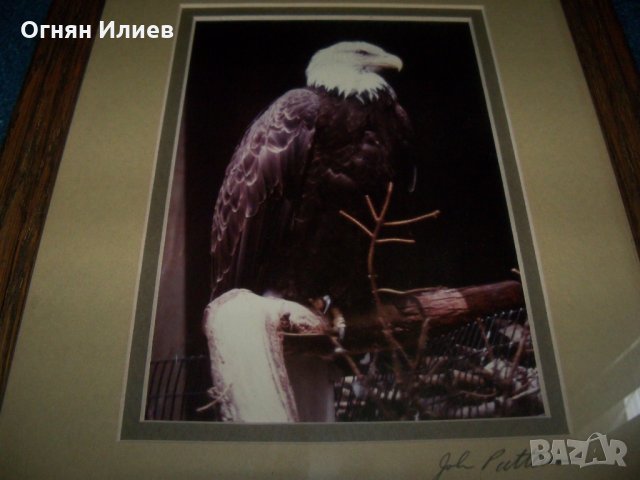 Подписана рамкирана художествена фотография на белоглав орел, снимка 3 - Картини - 29708599