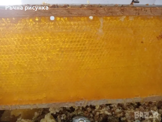 Пчелен мед букет от Странджа , реколта 2026 година цена 2, 80 евро/кг, снимка 9 - Други - 41370067