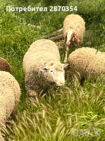 Ил Дьо Франс, снимка 5 - Овце - 50585537