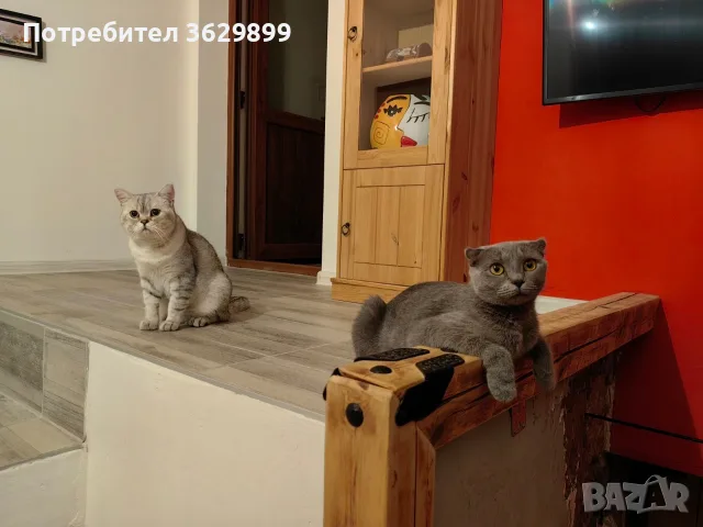 правоухи и клепоухи шотландски котета, снимка 12 - Други - 56275721