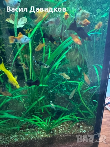 Плата , Молинезия , Гупи , Хелери , снимка 10 - Рибки - 51471426