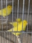продавам цветни канари Жълти Червени Глостери и Венецуелски Скатии , снимка 6