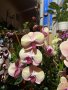 Орхидея, снимка 1 - Стайни растения - 44364158