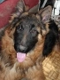 Продавам елитни немски овчарки, на 4 месеца, три ваксини, обезпаразитени., снимка 14