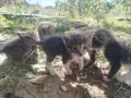 5 сладки бебенца котенца, снимка 17
