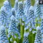 Мускари / Кукувиче грозде, снимка 4
