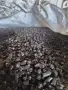 слънчогледови пелети, снимка 2