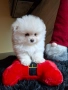 Померан женски, снимка 4