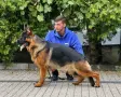 Чистокръвни немски овчарки , снимка 12