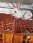 Продавам  4бр.    женски  зайци, снимка 1